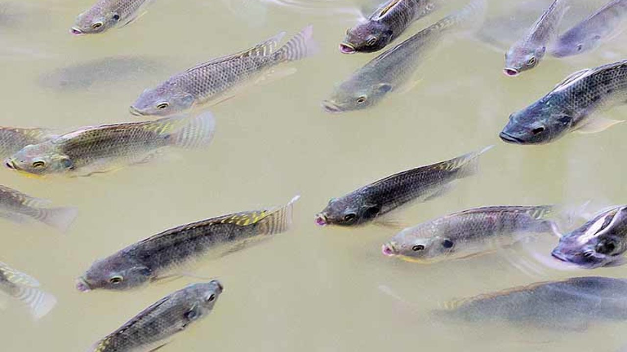 Exportação de tilápia apresentou crescimento Giro Econômico As últimas notícias do Brasil e